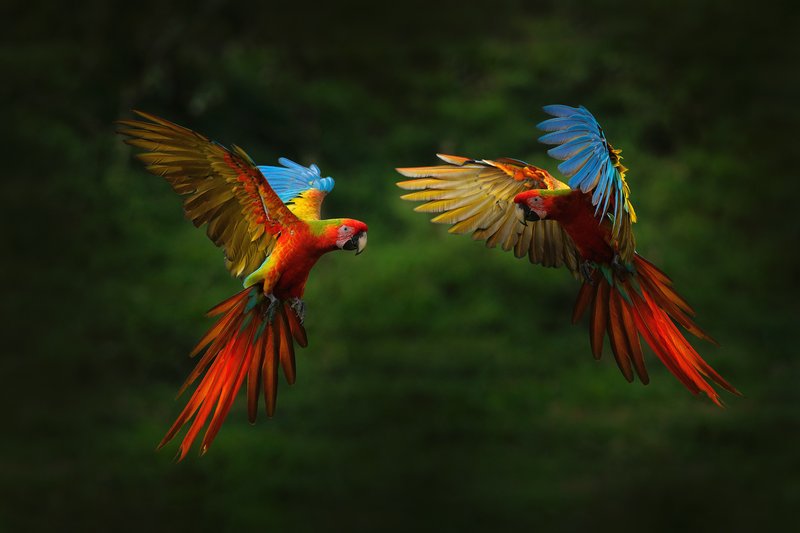 The Unique Flying And Hunting Techniques Of The Parrot