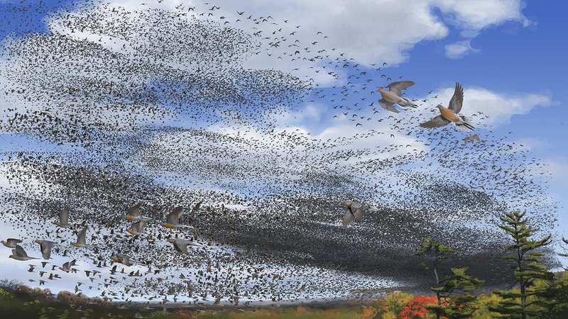 The Unique Flying And Hunting Techniques Of The Passenger Pigeon