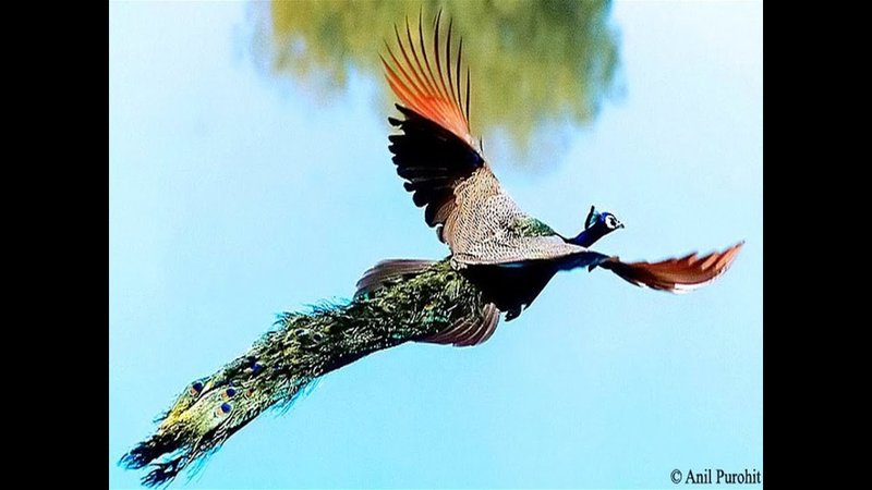 The Unique Flying And Hunting Techniques Of The Peacock