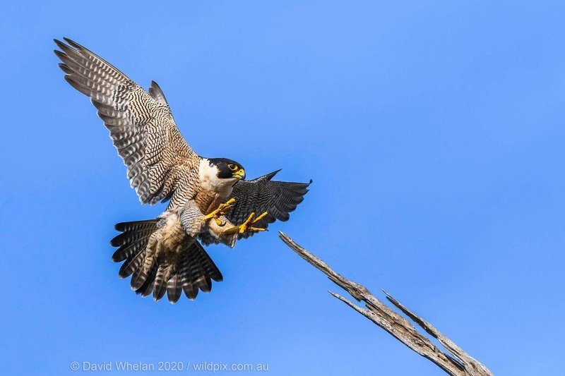 The Unique Flying And Hunting Techniques Of The Peregrine Falcon