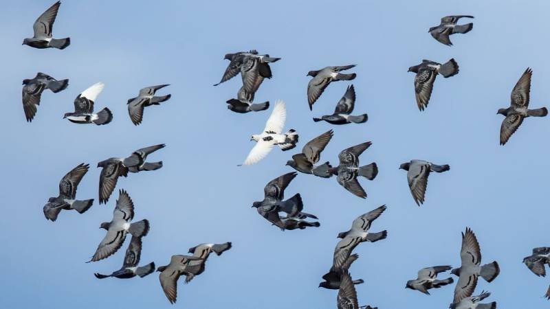 The Unique Flying And Hunting Techniques Of The Pigeon