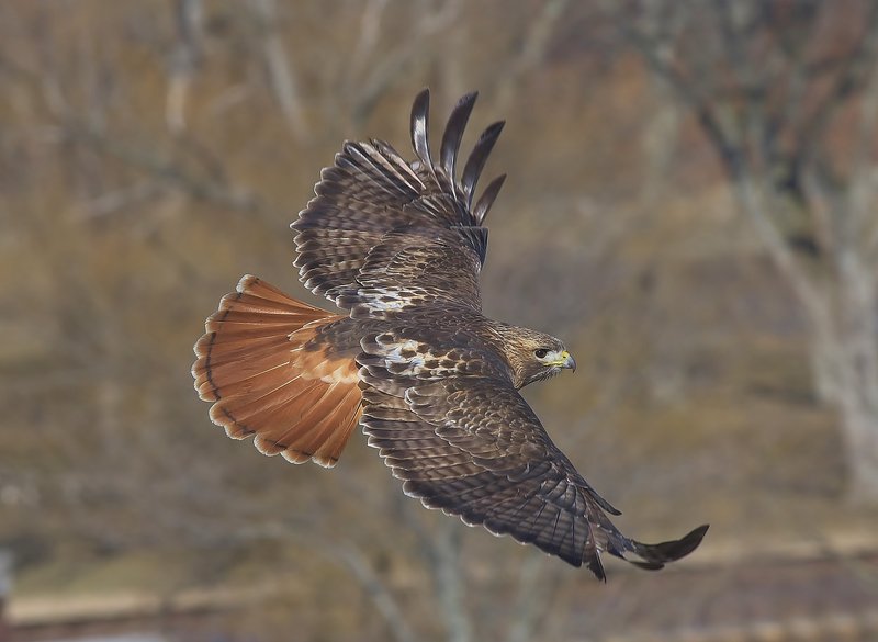 The Unique Flying And Hunting Techniques Of The Red-Tailed Hawk