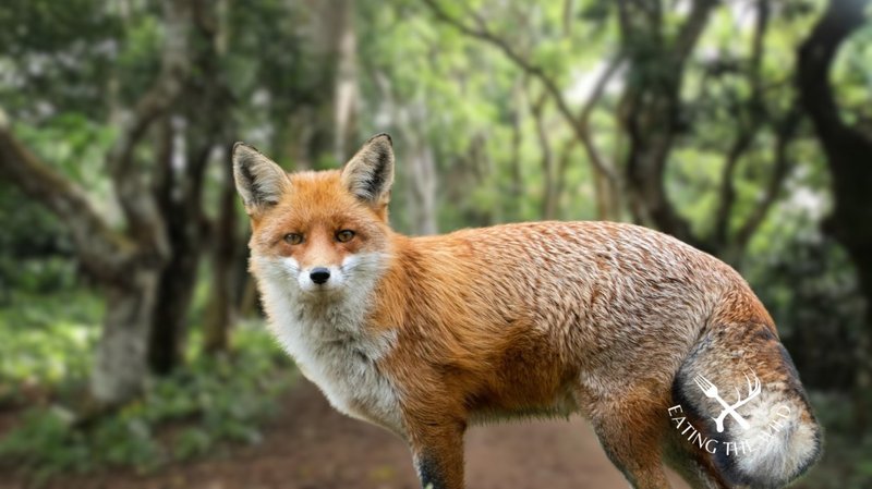 The Unique Flying And Hunting Techniques Of The Rhode Island Red