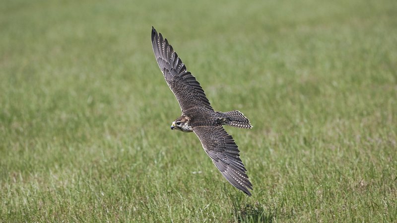 The Unique Flying And Hunting Techniques Of The Saker Falcon