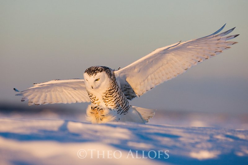The Unique Flying And Hunting Techniques Of The Snowy Owl