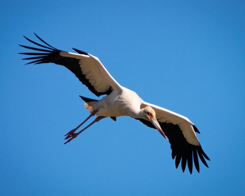 The Unique Flying And Hunting Techniques Of The Stork