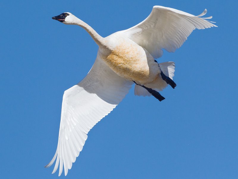 The Unique Flying And Hunting Techniques Of The Swan