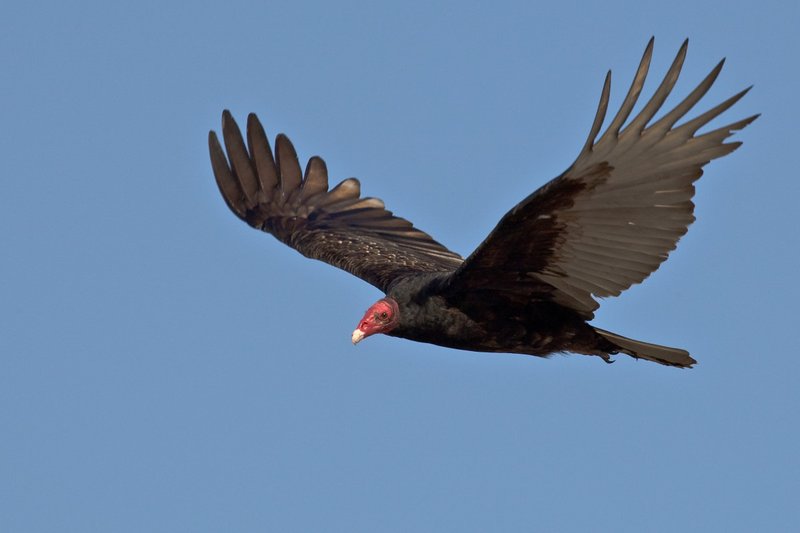 The Unique Flying And Hunting Techniques Of The Turkey Vulture
