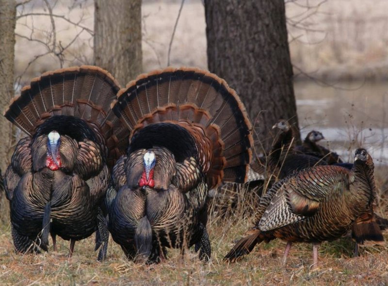 The Unique Flying And Hunting Techniques Of The Turkey