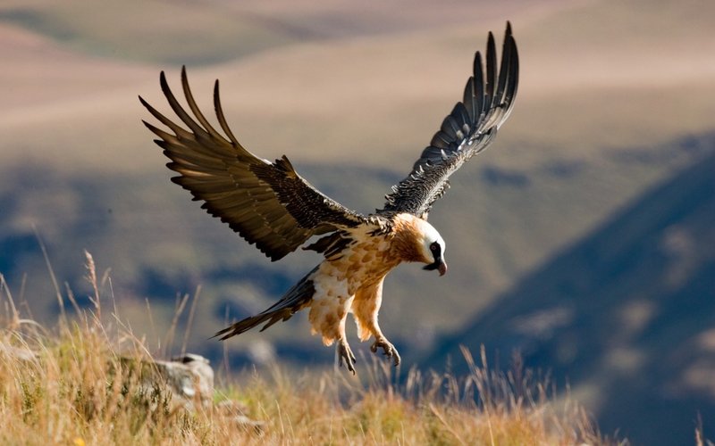 The Unique Flying And Hunting Techniques Of The Vulture