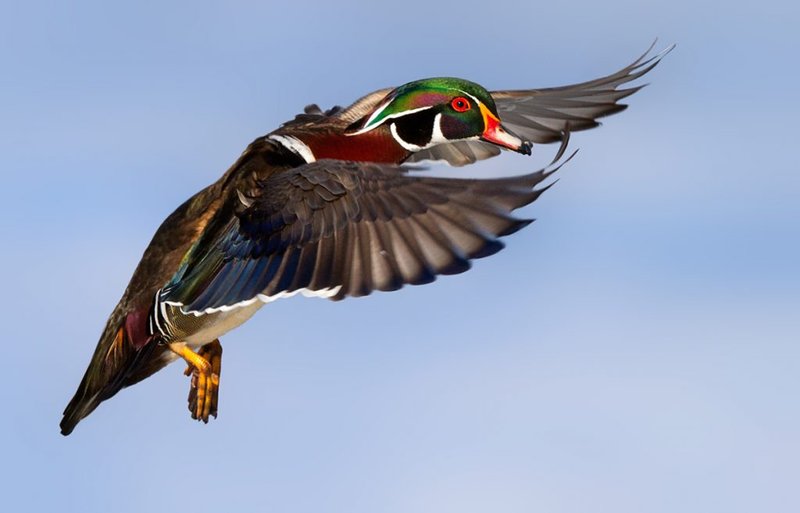 The Unique Flying And Hunting Techniques Of The Wood Duck