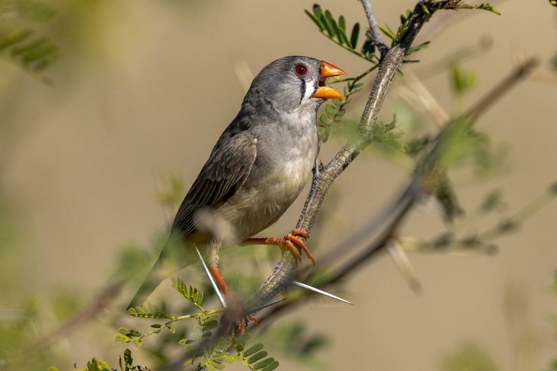 The Unique Flying And Hunting Techniques Of The Zebra Finch