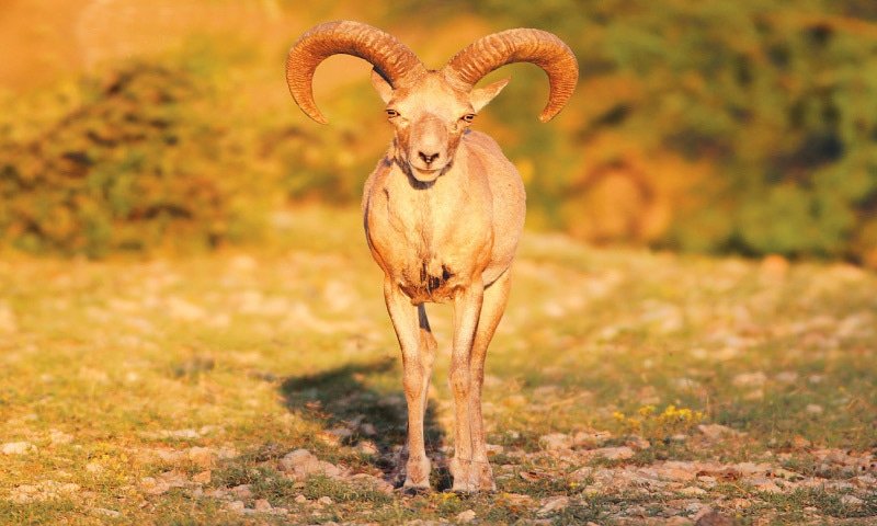 The Urial'S Role In Its Ecosystem