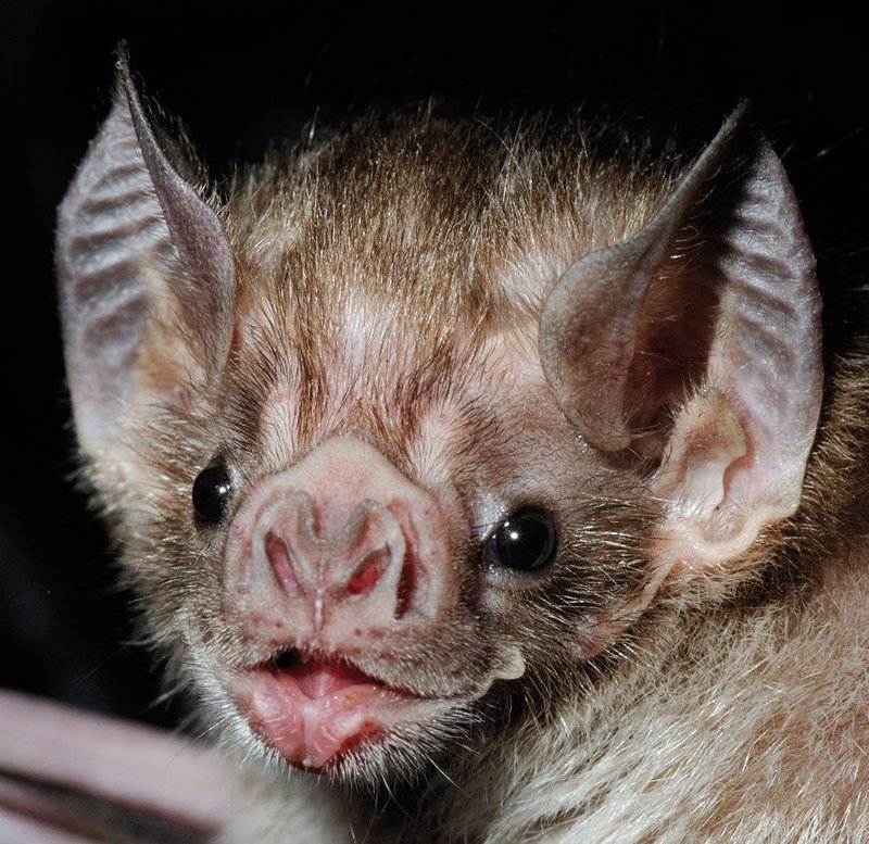 The Vampire Bat'S Role In Its Ecosystem