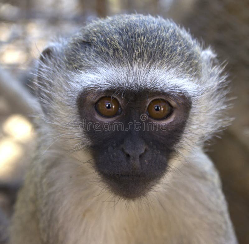 The Vervet Monkey'S Role In Its Ecosystem