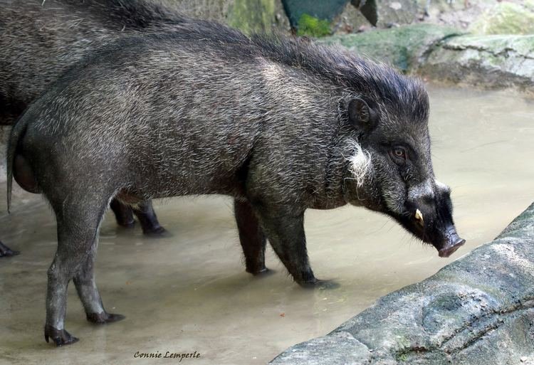 The Visayan Warty Pig'S Role In Its Ecosystem