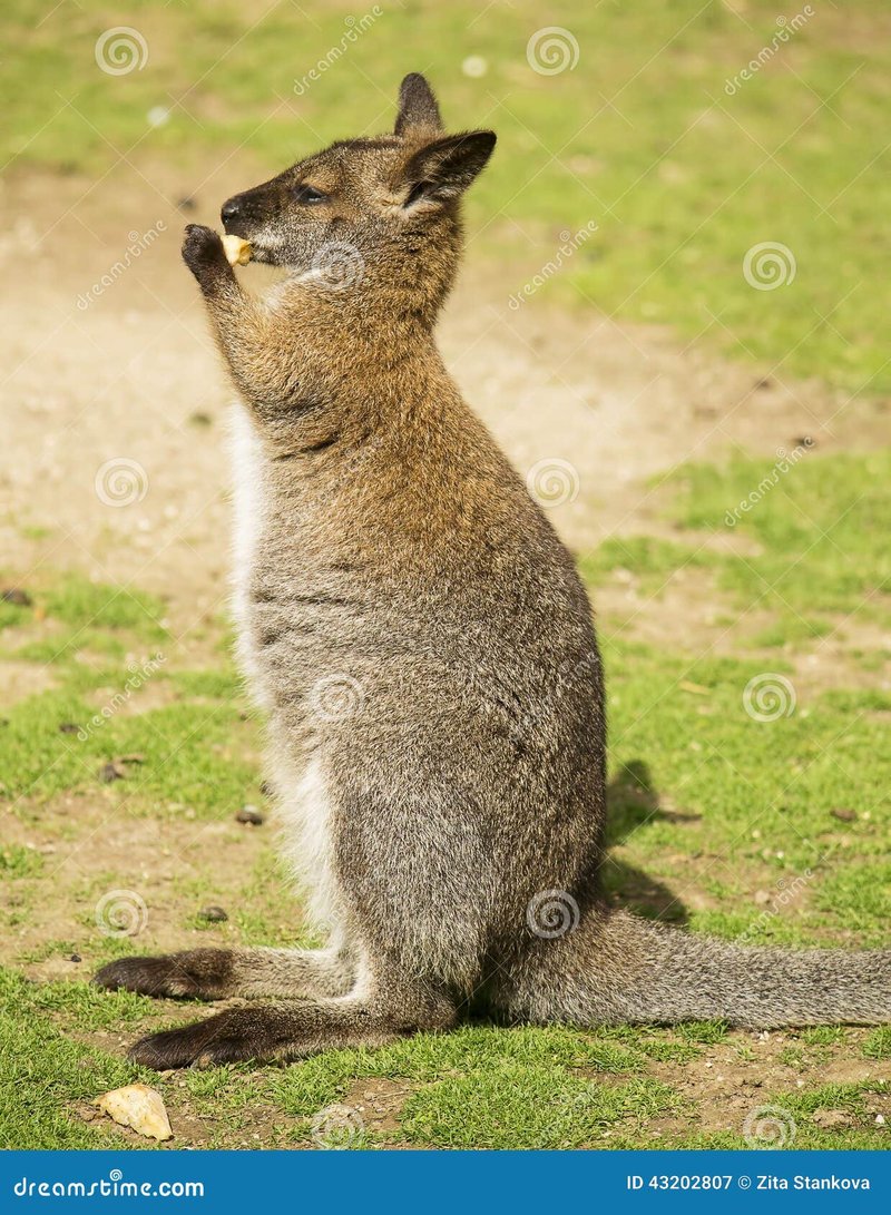 The Wallaby'S Role In Its Ecosystem