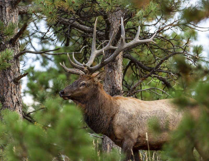 The Wapiti'S Role In Its Ecosystem