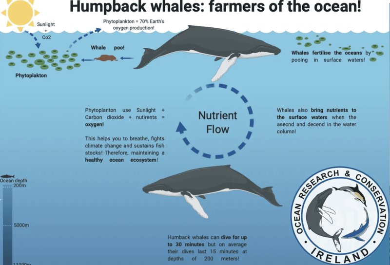 The Whale'S Role In Marine Ecosystems