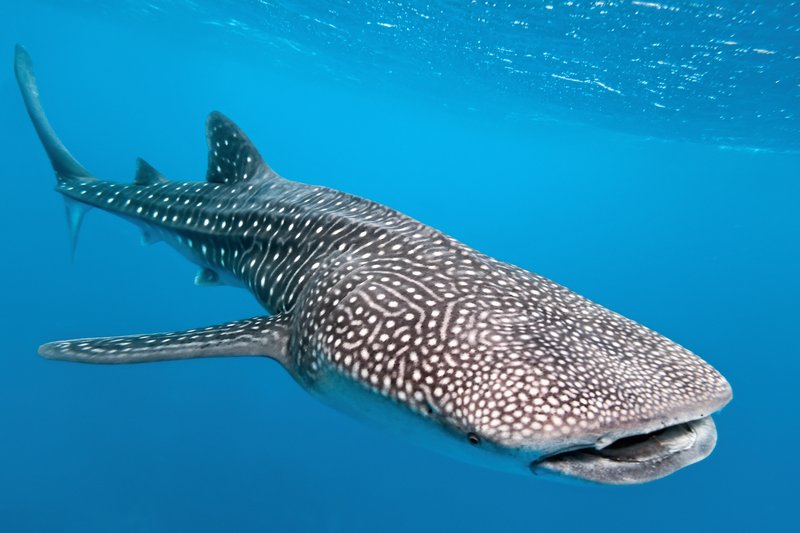 The Whale Shark'S Role In Marine Ecosystems