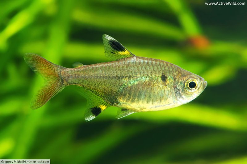 The X-Ray Tetra'S Role In Marine Ecosystems
