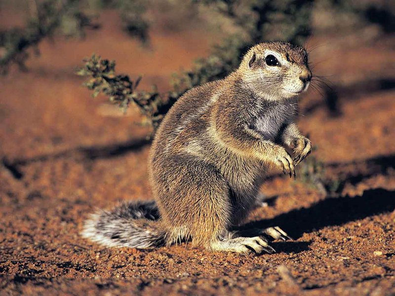 The Xerus'S Role In Its Ecosystem