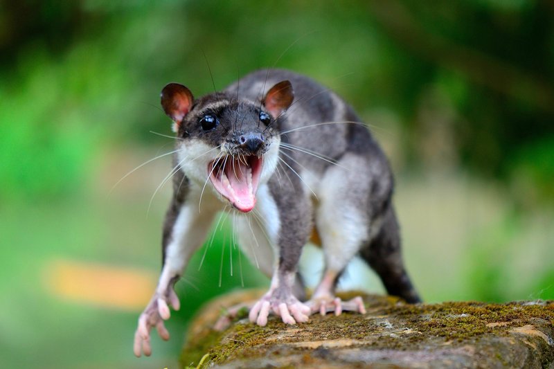 The Yapok'S Role In Its Ecosystem