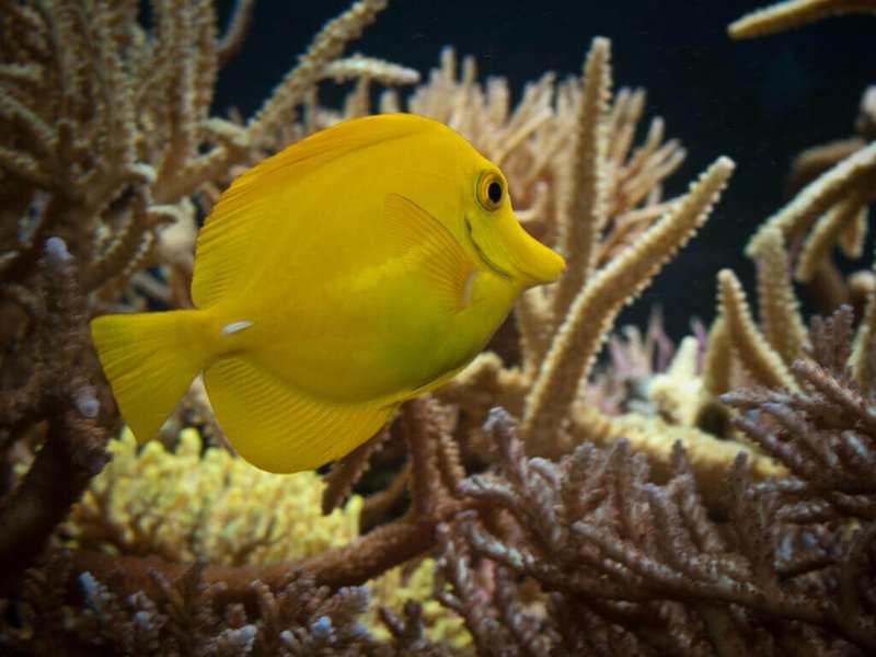 The Yellow Tang'S Role In Marine Ecosystems