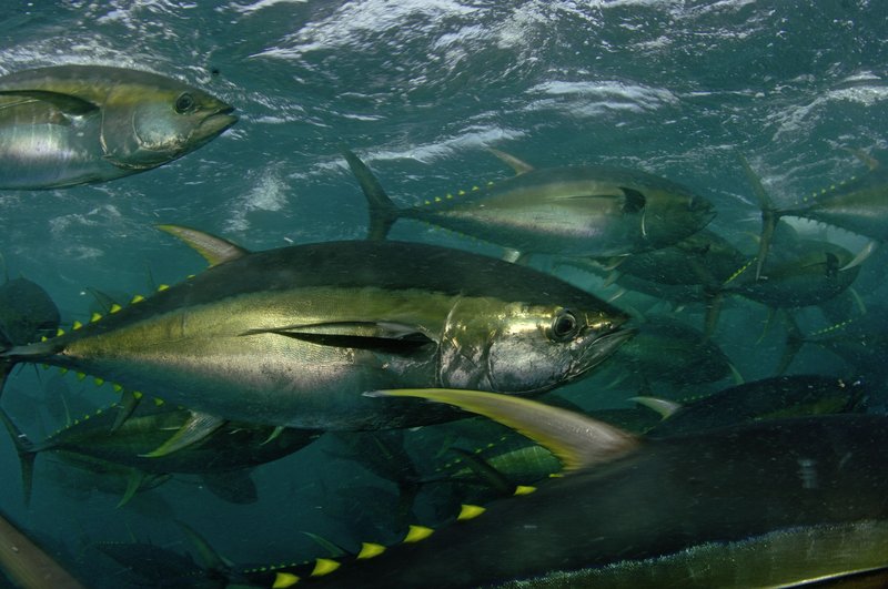 The Yellowfin Tuna'S Role In Marine Ecosystems