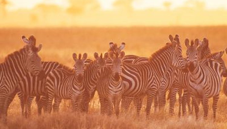The Zebra'S Role In Its Ecosystem