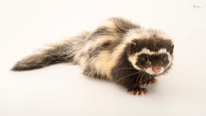 The Zorilla'S Role In Its Ecosystem