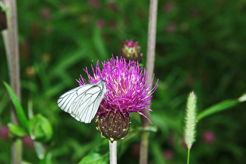 Thistle Butterfly
