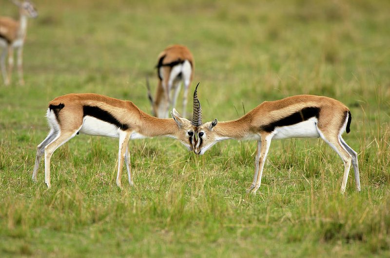 Thomson'S Gazelle