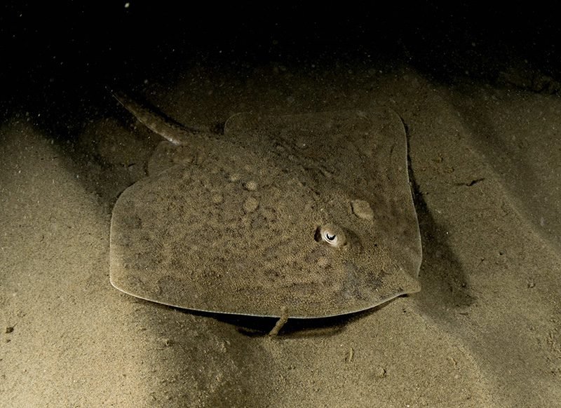 Thornback Ray