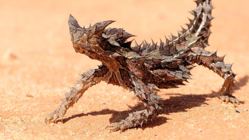 Thorny Devil