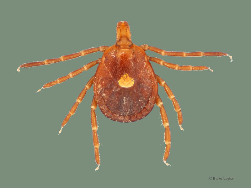 Tick