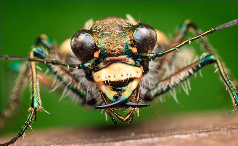 Tiger Beetle