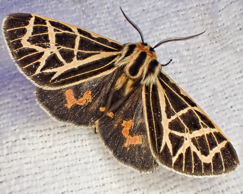 Tiger Moth