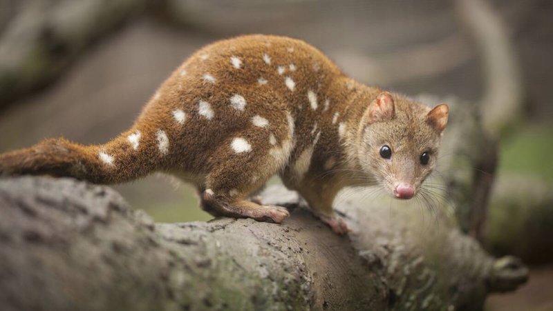 Tiger Quoll