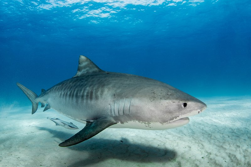 Tiger Shark