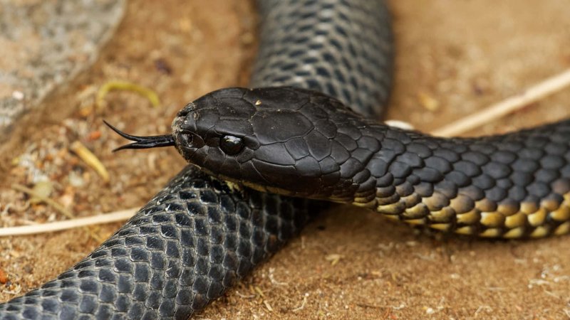 Tiger Snake