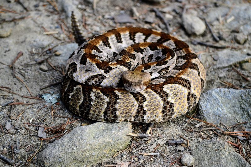 Timber Rattlesnake