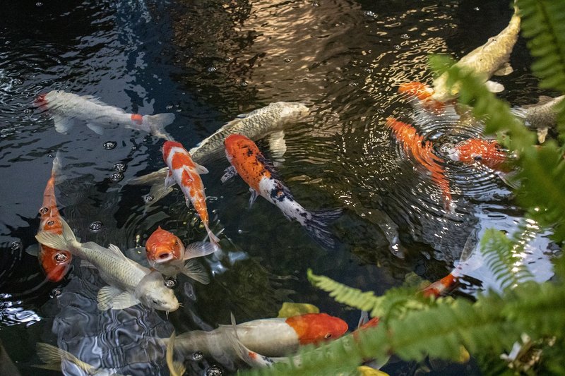 Tips For Maintaining Healthy Oxygen Levels In Fish Ponds
