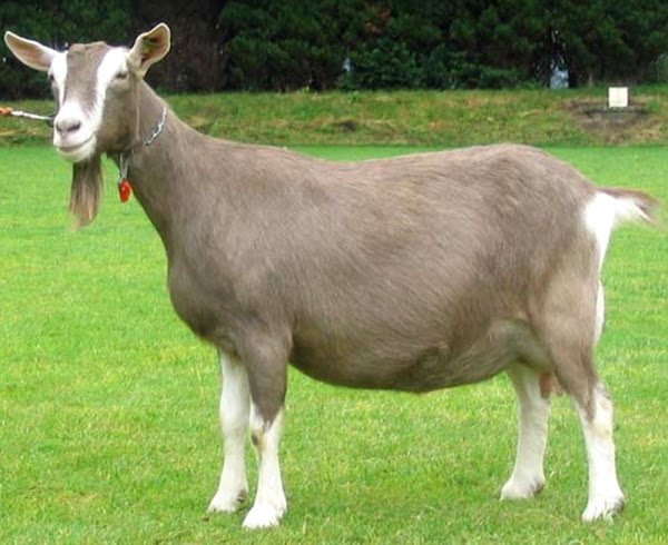 Toggenburg Goat Overview: History, Traits, And Primary Uses
