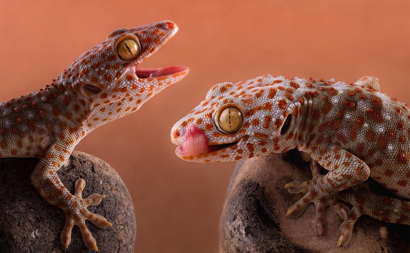 Tokay Gecko Vs. [Similar Species] - How They Compare