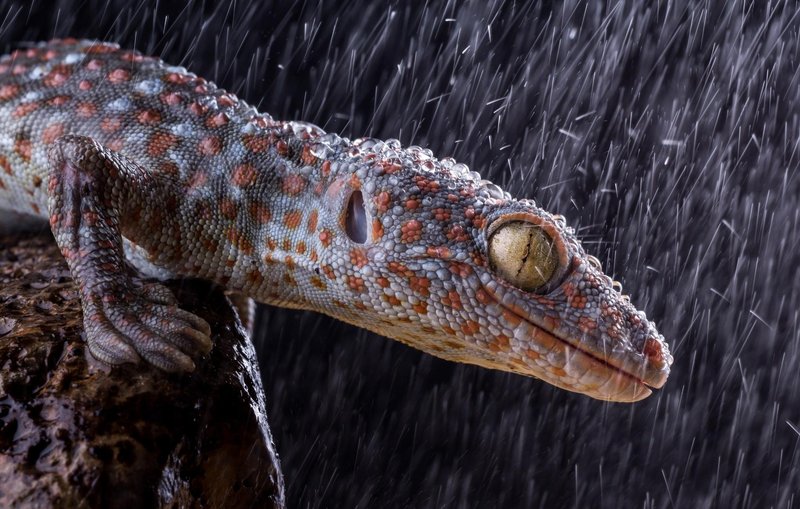 Tokay Gecko