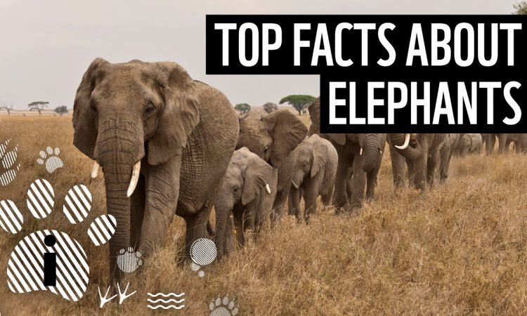 Top 10 Fascinating Facts About The African Elephant