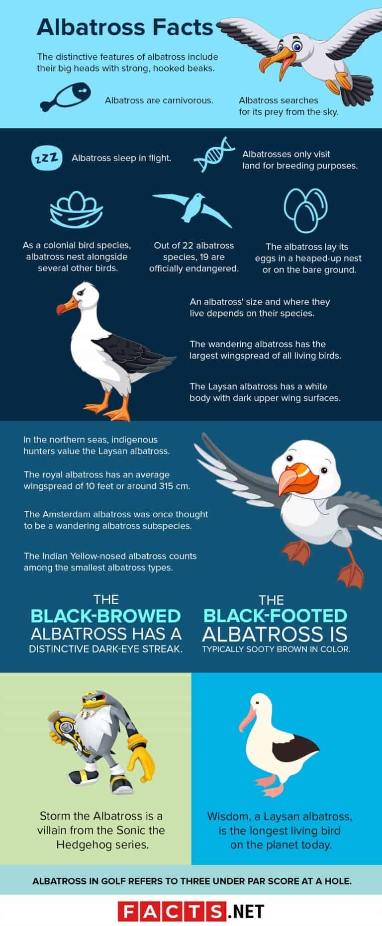 Top 10 Fascinating Facts About The Albatross