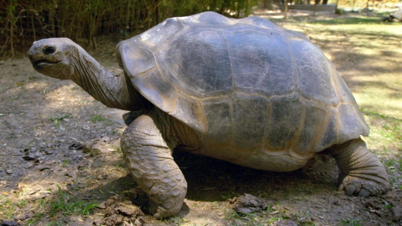 Top 10 Fascinating Facts About The Aldabra Giant Tortoise