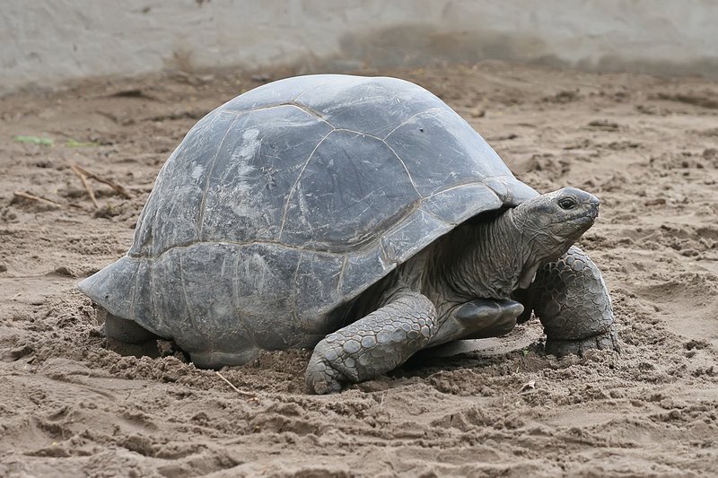 Top 10 Fascinating Facts About The Aldabra Giant Tortoise